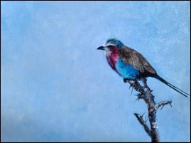 Lilac-breasted Roller